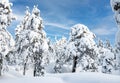 Snow covered tree landscape, Lapland, Finland. Royalty Free Stock Photo