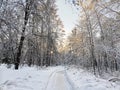 A snow-covered tree line with an early morning sunrise shining through bare branches in the snow. A path that goes through the