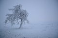 Blizzard Snow covered lone tree Royalty Free Stock Photo