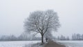 Snow covered tree near a road in a white wintery landscape Royalty Free Stock Photo