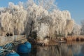 Snow-covered tree over the lake