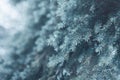 Snow-covered tree pine branch flying snowflakes closeup