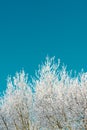 Snow-covered tree in the Pyrenees Royalty Free Stock Photo