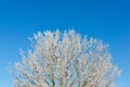 Snow-covered tree in the Pyrenees Royalty Free Stock Photo