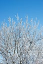Snow-covered tree in the Pyrenees Royalty Free Stock Photo