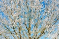 Snow-covered tree in the Pyrenees Royalty Free Stock Photo