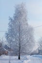 A snow covered tree stands in the middle of a road Royalty Free Stock Photo