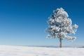 A snow-covered tree stands prominently in the middle of a vast field during winter, A lone pine tree covered in snow under the Royalty Free Stock Photo