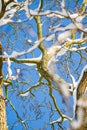 Snow-covered tree in Surrey after a snowstorm