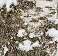 Snow covered tree trunk overgrown with moss and lichen