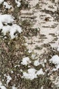 Snow covered tree trunk overgrown with moss and lichen Royalty Free Stock Photo