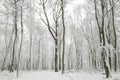 Snow covered tree trunks Royalty Free Stock Photo