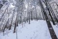Snow-covered tree trunks in the winter forest. Winter landscape. Russian forest Royalty Free Stock Photo