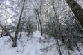 Snow-covered tree trunks in the winter forest. Winter landscape. Russian forest Royalty Free Stock Photo