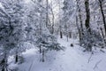 Snow-covered tree trunks in the winter forest. Winter landscape. Russian forest Royalty Free Stock Photo