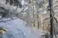 Snow-covered tree trunks in the winter forest. Winter landscape. Russian forest Royalty Free Stock Photo