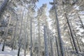 Snow-covered tree trunks in the winter forest. Winter landscape. Russian forest Royalty Free Stock Photo