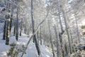 Snow-covered tree trunks in the winter forest. Winter landscape. Russian forest Royalty Free Stock Photo