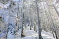 Snow-covered tree trunks in the winter forest. Winter landscape. Russian forest Royalty Free Stock Photo