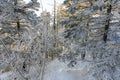 Snow-covered tree trunks in the winter forest. Winter landscape. Russian forest Royalty Free Stock Photo