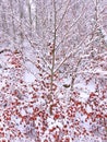 Snow covered tree with vivid red leaves in spruce forest. Beautiful winter landscape Royalty Free Stock Photo