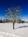 Snow covered tree on a winter day Royalty Free Stock Photo