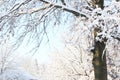 Snow covered tree winter landscape Royalty Free Stock Photo