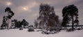 Snow covered trees Royalty Free Stock Photo