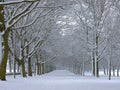 Snow Covered Trees Royalty Free Stock Photo