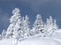 Snow Covered Trees Royalty Free Stock Photo