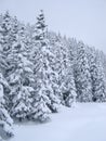 Snow Covered Trees Royalty Free Stock Photo