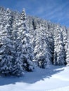 Snow Covered Trees Royalty Free Stock Photo