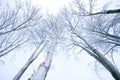 Snow-covered trees Royalty Free Stock Photo