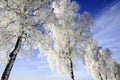 Snow covered trees Royalty Free Stock Photo