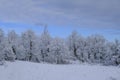 Snow-covered Trees Across Dramatic Sky On The Horizon. Winter Forest. Postcard, Holidays, Christmas.