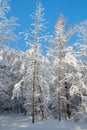 Snow covered trees against a blue sky