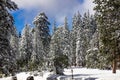 Snow Covered Trees Along Road In High Sierras
