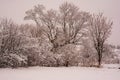 Snow covered trees at autumn I ight