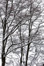 Snow covered trees branches background Royalty Free Stock Photo
