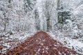 Snow covered trees branches and bushes in forest in winter with a leaf covered forest path in Bavarian forest, Germany Royalty Free Stock Photo