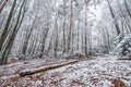 Snow covered trees branches and bushes in forest in winter with a leaf covered forest path in Bavarian forest, Germany Royalty Free Stock Photo