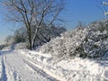 Snow-covered trees and bushes