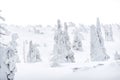 Snow-covered trees and Christmas trees in the Polish mountains Karkonosze Royalty Free Stock Photo