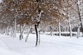 Snow covered trees in the city park Royalty Free Stock Photo