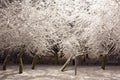 Snow covered trees city park night Royalty Free Stock Photo