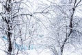 Snow covered trees in the city. The view from the window during a heavy snowfall