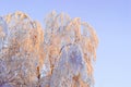 Snow covered trees on a clear frosty day Royalty Free Stock Photo