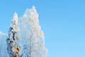 Snow covered trees on a clear frosty day Royalty Free Stock Photo