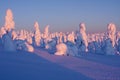 Snow covered trees on a cold winter morning after sunrise in Finnish taiga forest at Riisitunturi National Park Royalty Free Stock Photo