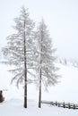 Snow covered trees in countryside Royalty Free Stock Photo